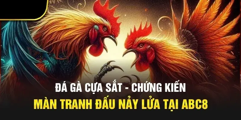 Đá gà cựa là hình thức chơi đầy kịch tính, máu me